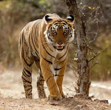 golden-triangle-tour-with-ranthambore